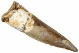 Fossil Spinosaurus Tooth - Real Dinosaur Tooth #357424-1